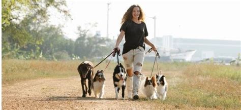 How to Find a Dog Walker Job in Austalia as an International Student?